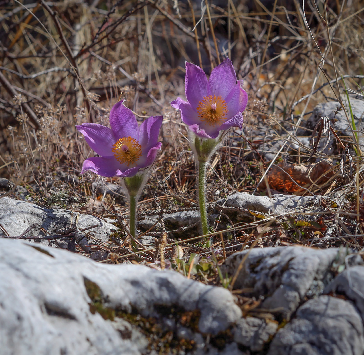 Изображение особи Pulsatilla patens.