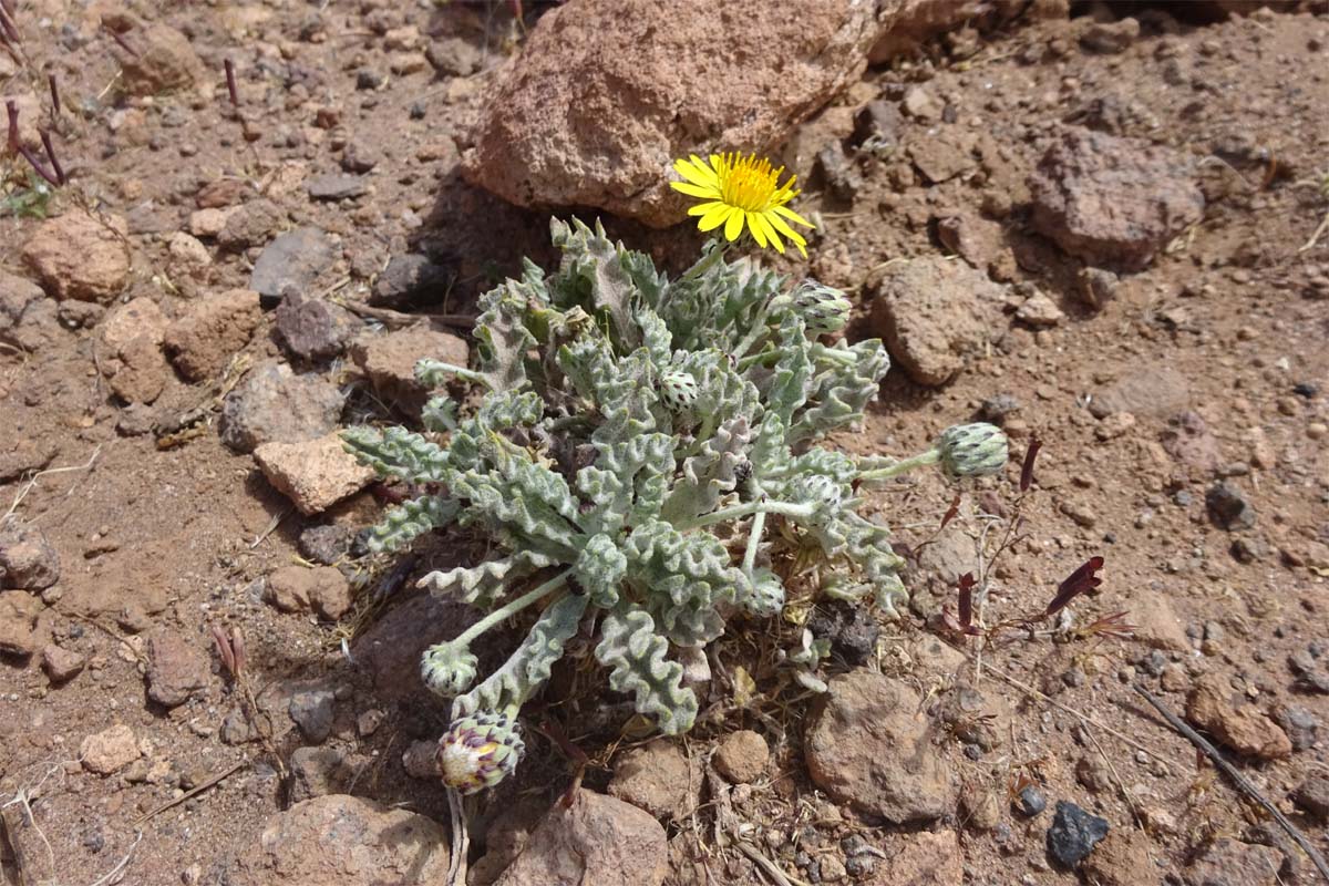 Image of Trichocline caulescens specimen.