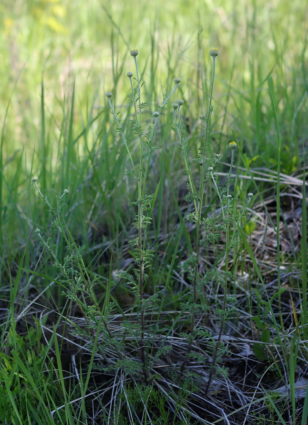 Image of Anthemis tinctoria specimen.