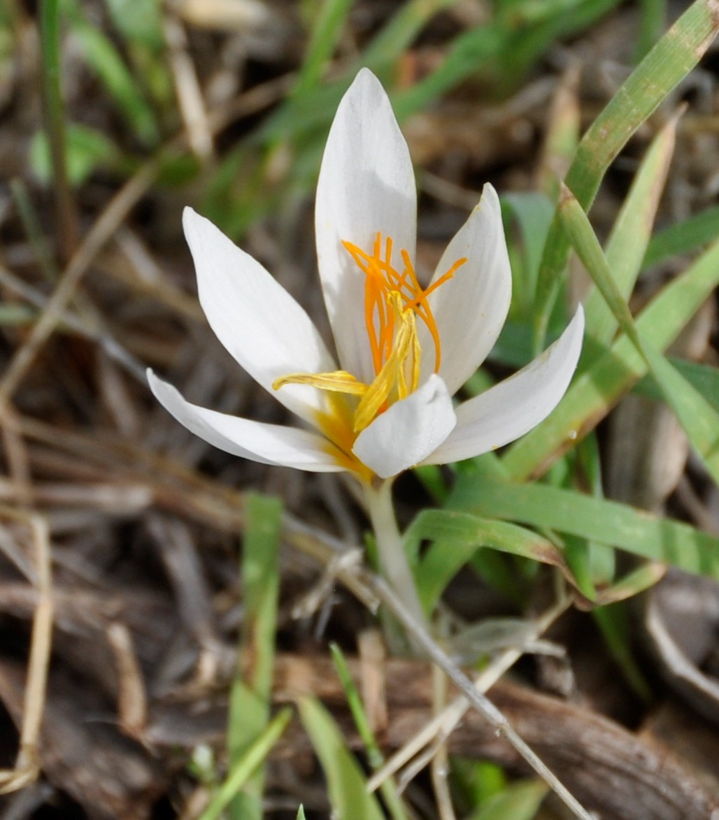 Image of Crocus veneris specimen.