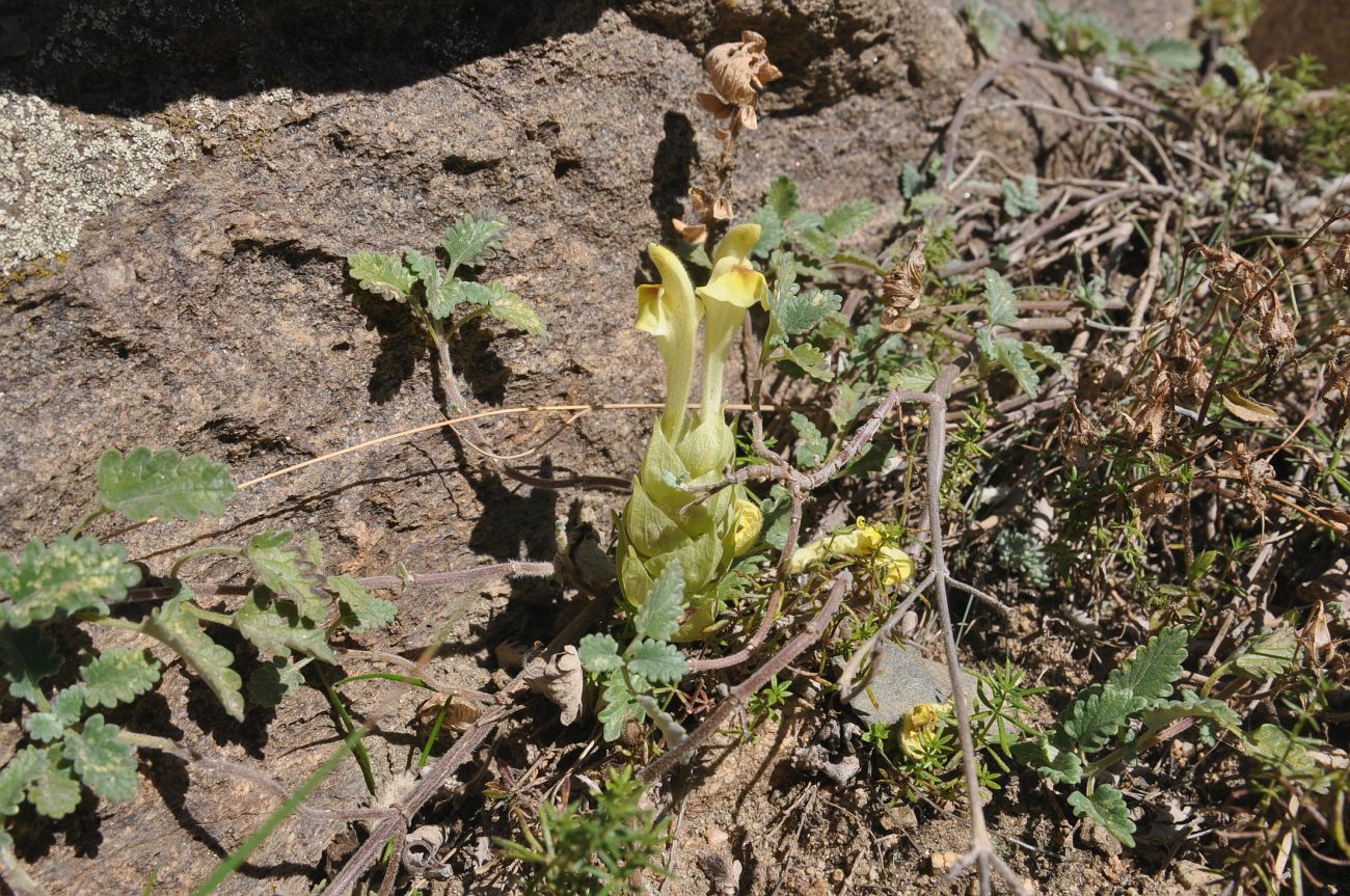 Image of genus Scutellaria specimen.