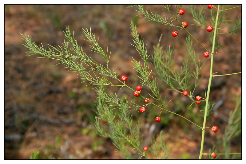 Image of Asparagus officinalis specimen.