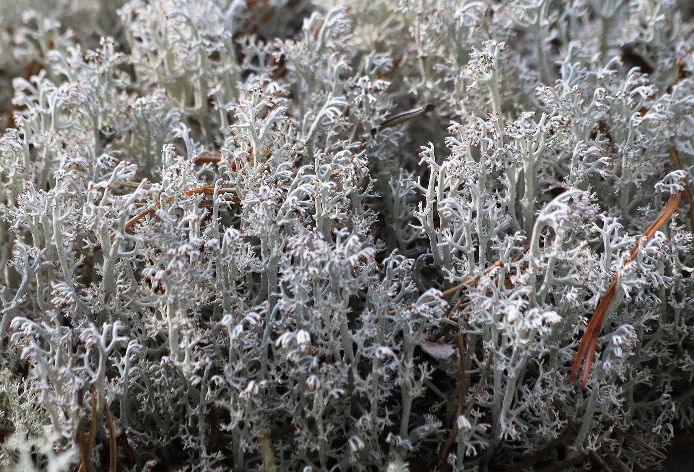 Image of Cladonia rangiferina specimen.