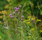 Cirsium setosum