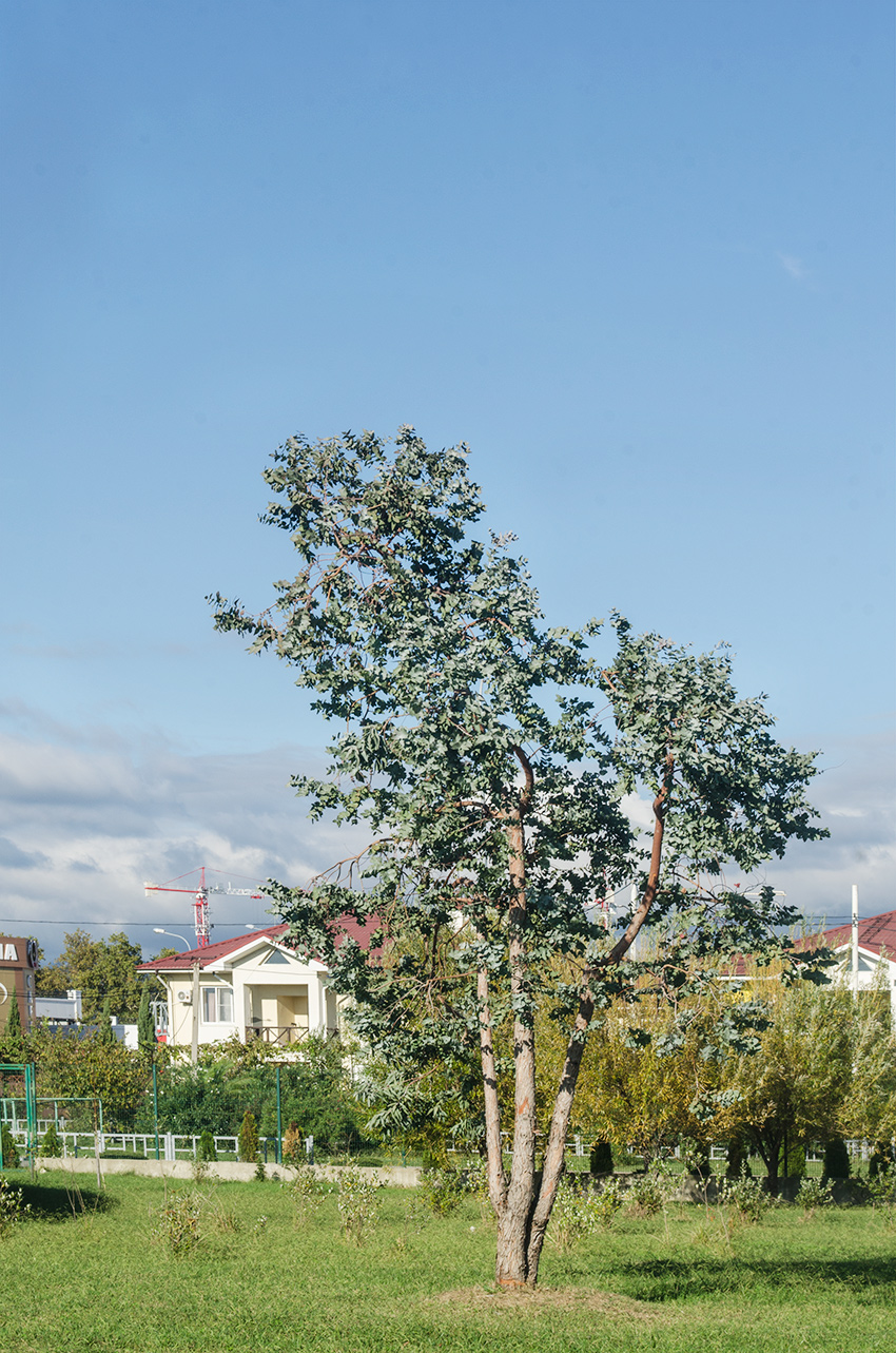 Image of Eucalyptus caesia specimen.