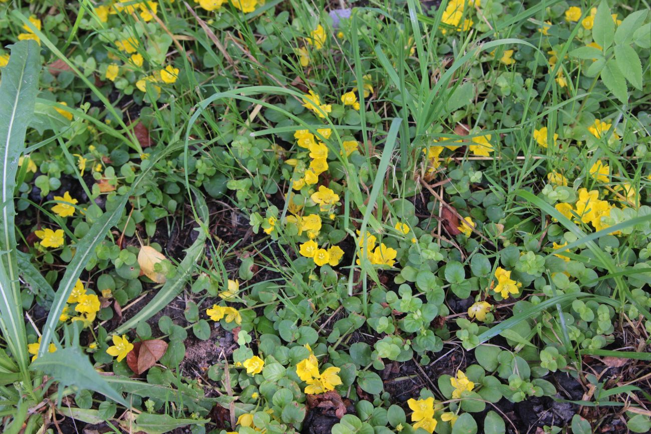 Изображение особи Lysimachia nummularia.