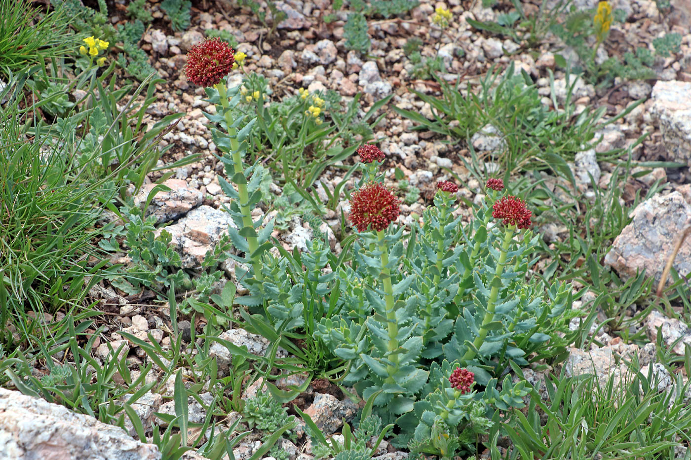 Image of Rhodiola heterodonta specimen.