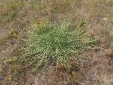 Galium pseudohumifusum. Цветущее растение. Украина, Запорожская обл., Гуляйпольский р-н, г. Гуляйполе, берег р. Гайчур, луговая степь. 21.08.2020.