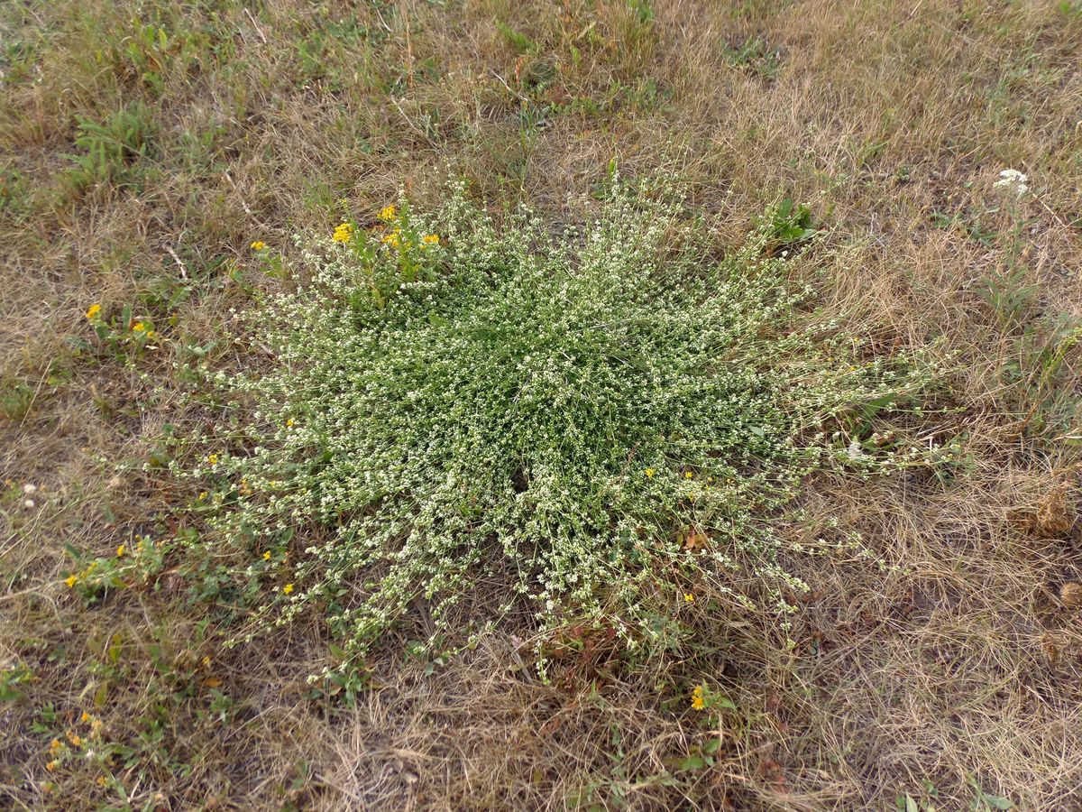 Image of Galium pseudohumifusum specimen.