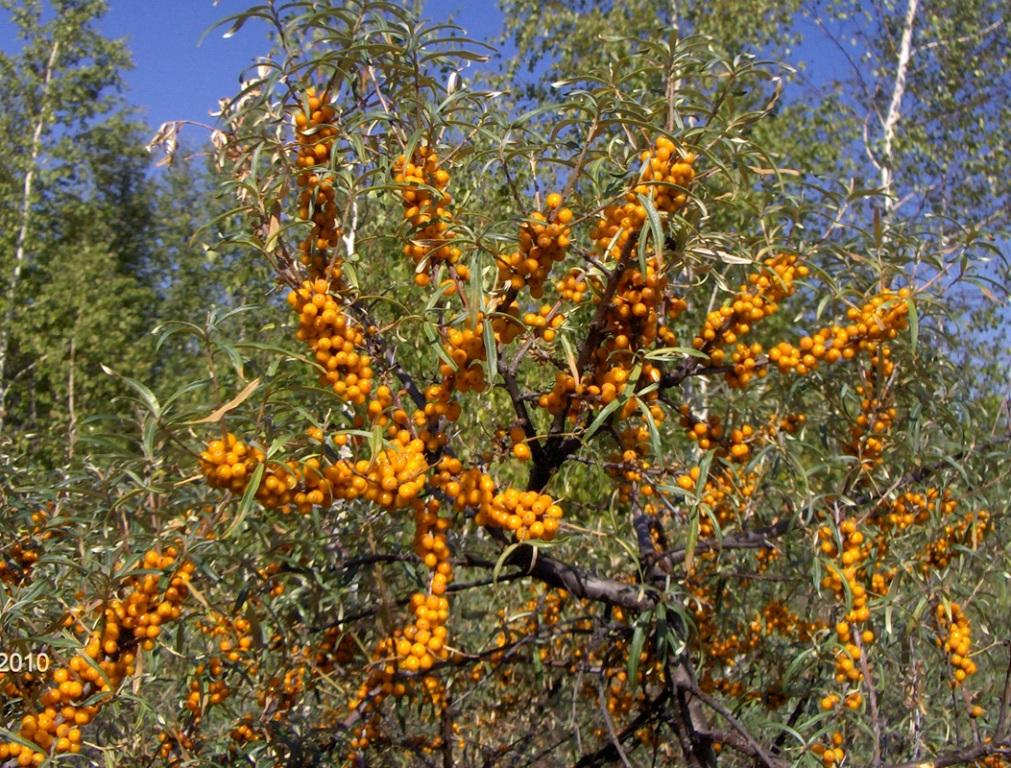 Image of Hippophae rhamnoides specimen.