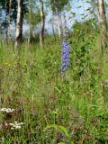 Veronica longifolia. Верхушка цветущего растения. Иркутская обл., Слюдянский р-н, окр. мыса Шаманский, обочина грунтовой дороги. 02.07.2020.