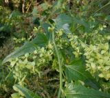 Atriplex sagittata