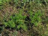Artemisia martjanovii