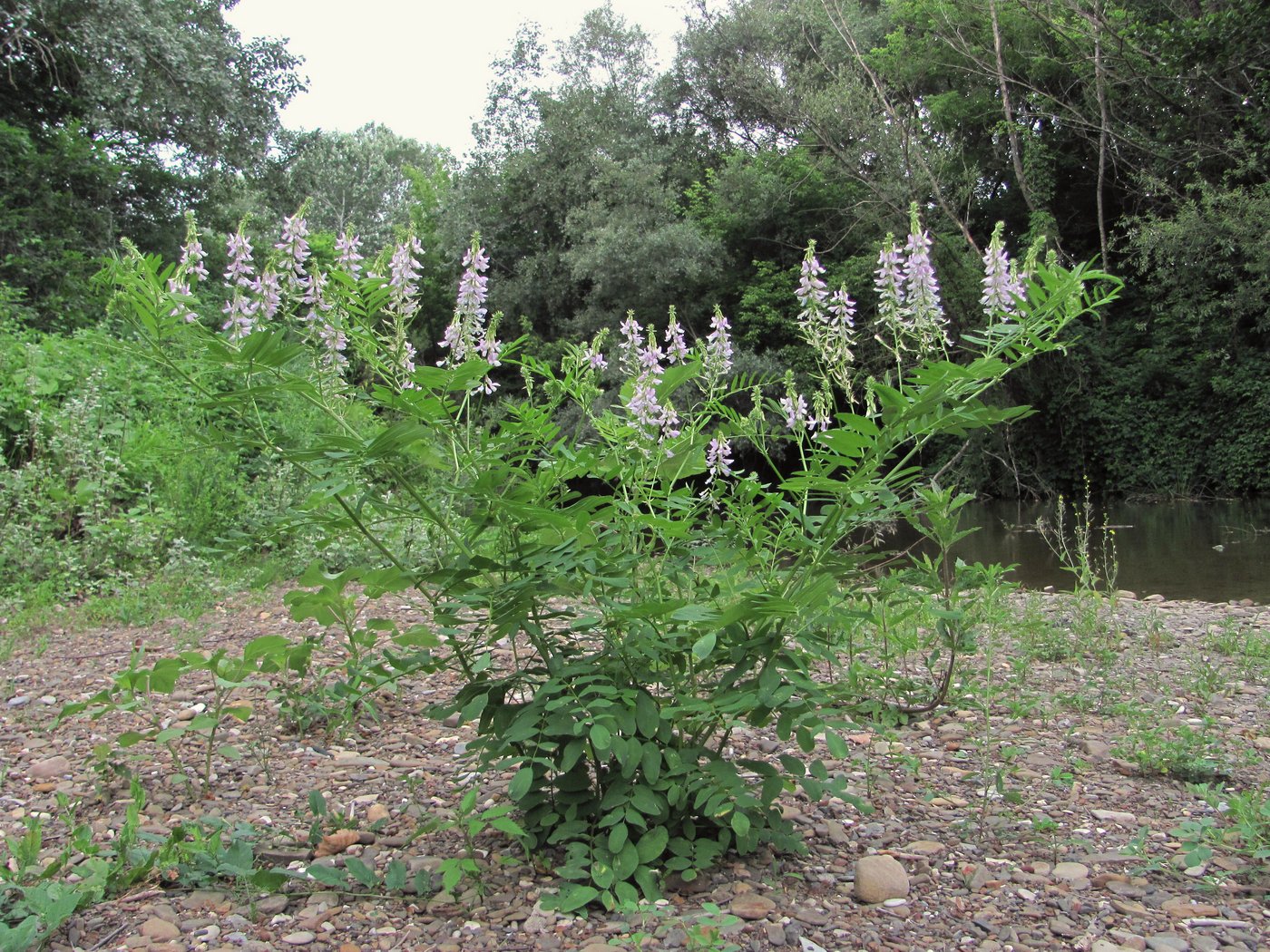 Изображение особи Galega officinalis.