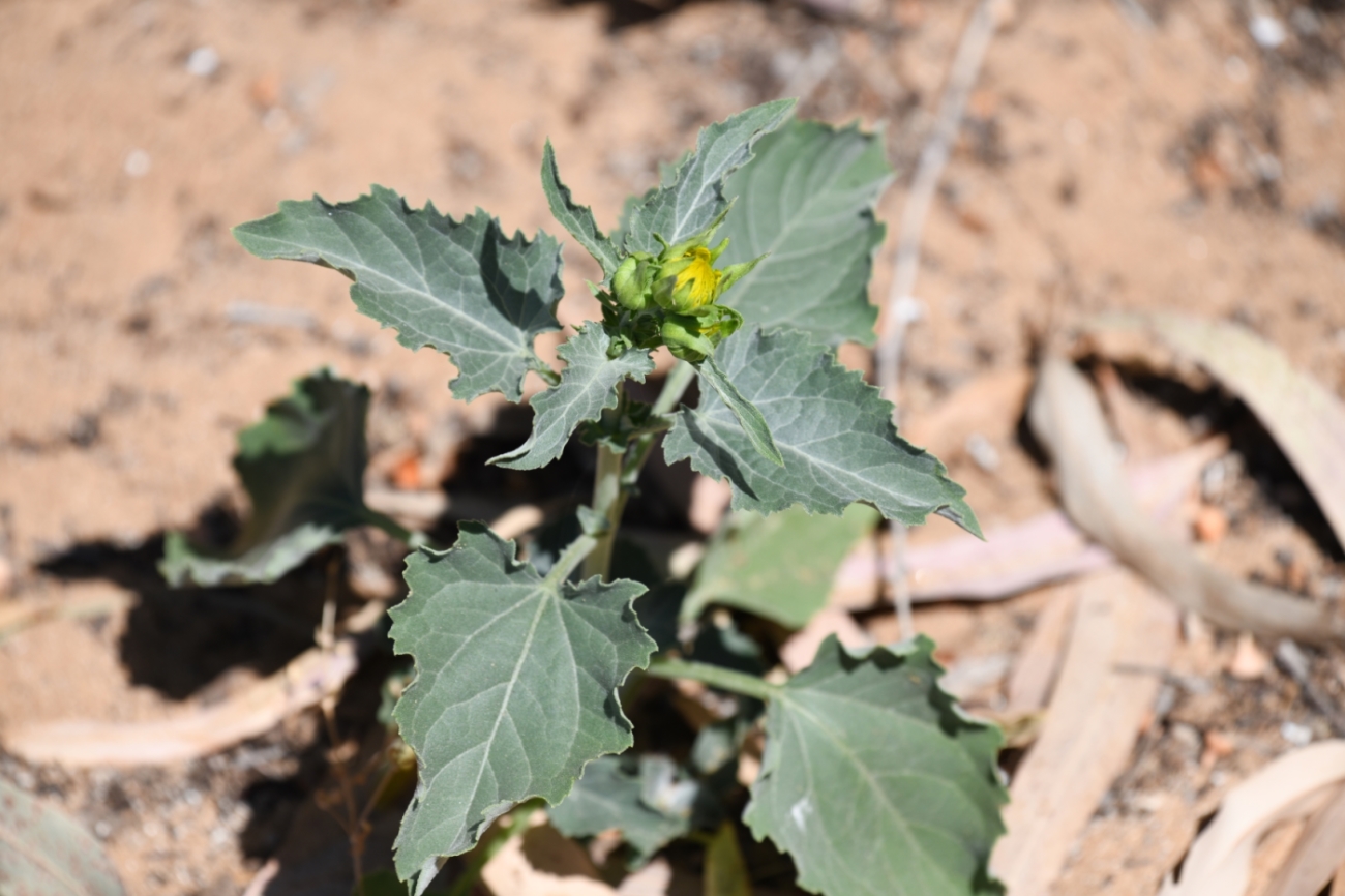 Изображение особи семейство Asteraceae.