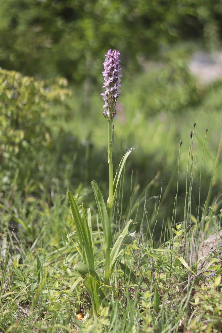 Image of Dactylorhiza incarnata specimen.