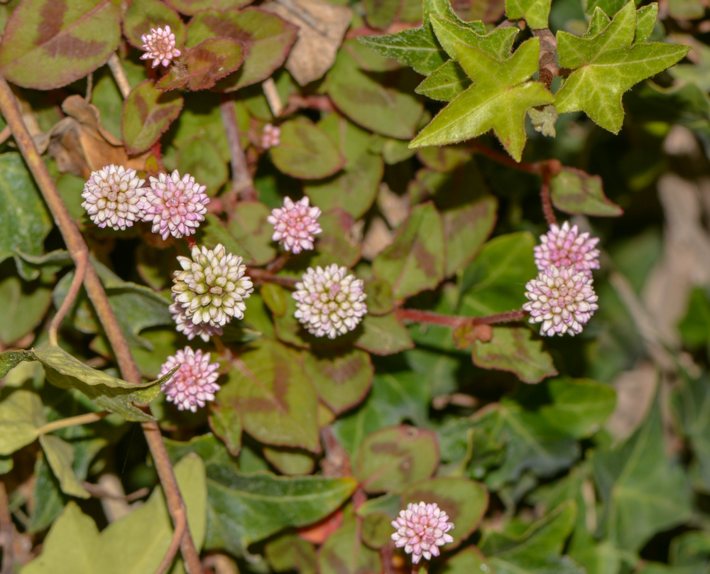 Image of Persicaria capitata specimen.