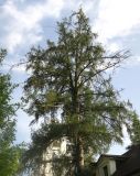 Larix sibirica. Крона старого дерева с раздвоенной верхушкой. Московская обл., пгт Большие Вязёмы, усадьба Вязёмы, у здания воскресной школы. 24.09.2020.