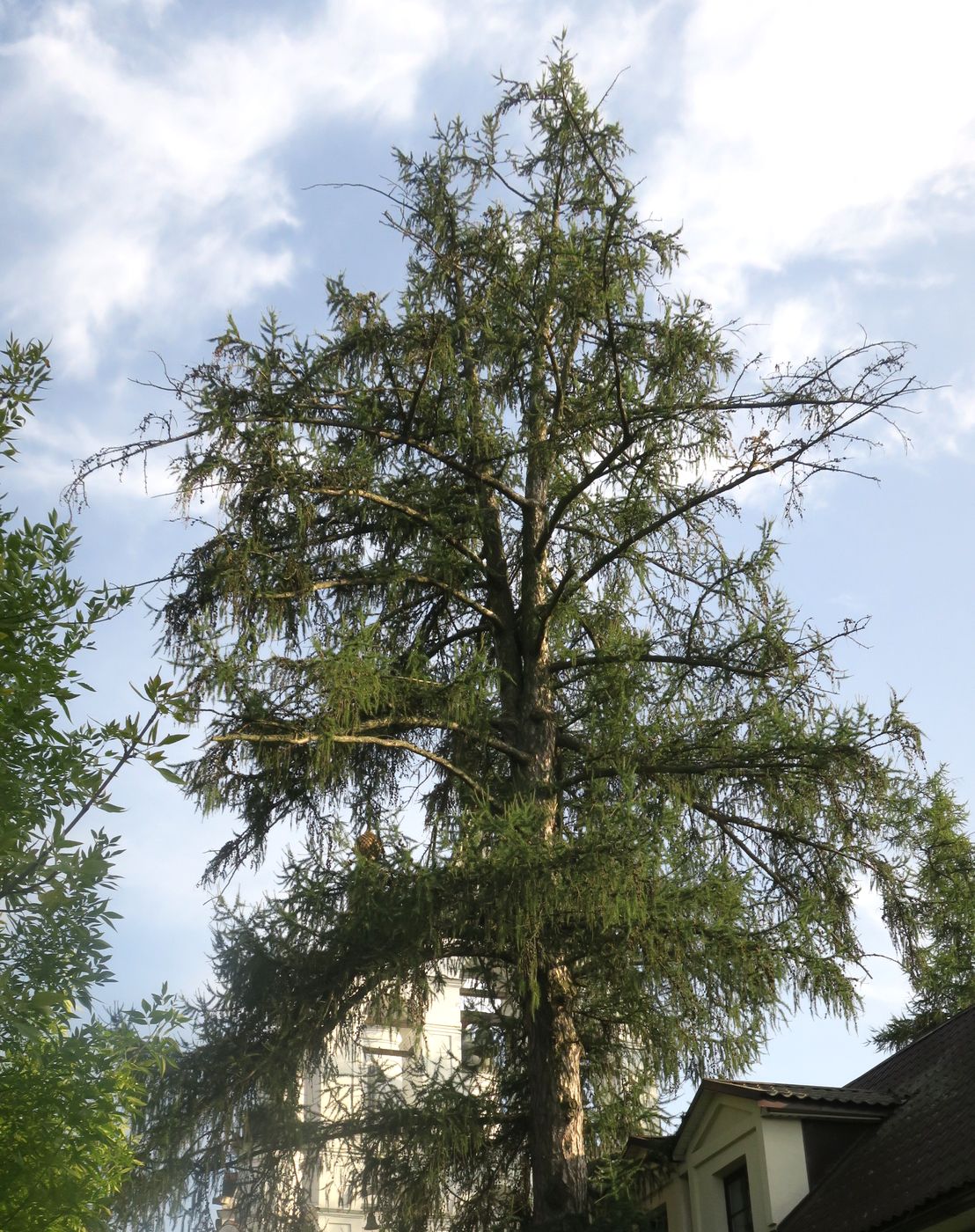 Image of Larix sibirica specimen.