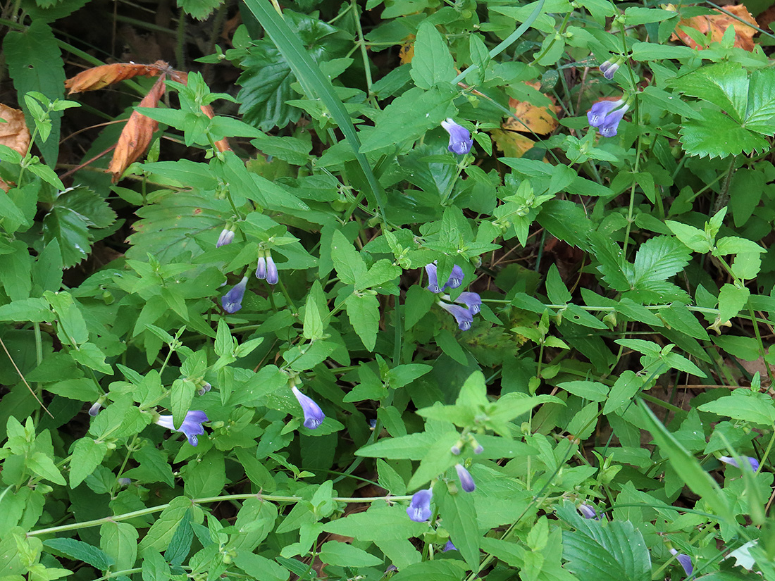 Image of Scutellaria galericulata specimen.