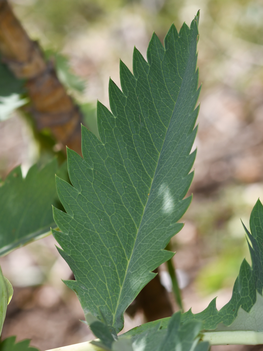 Image of Melianthus major specimen.