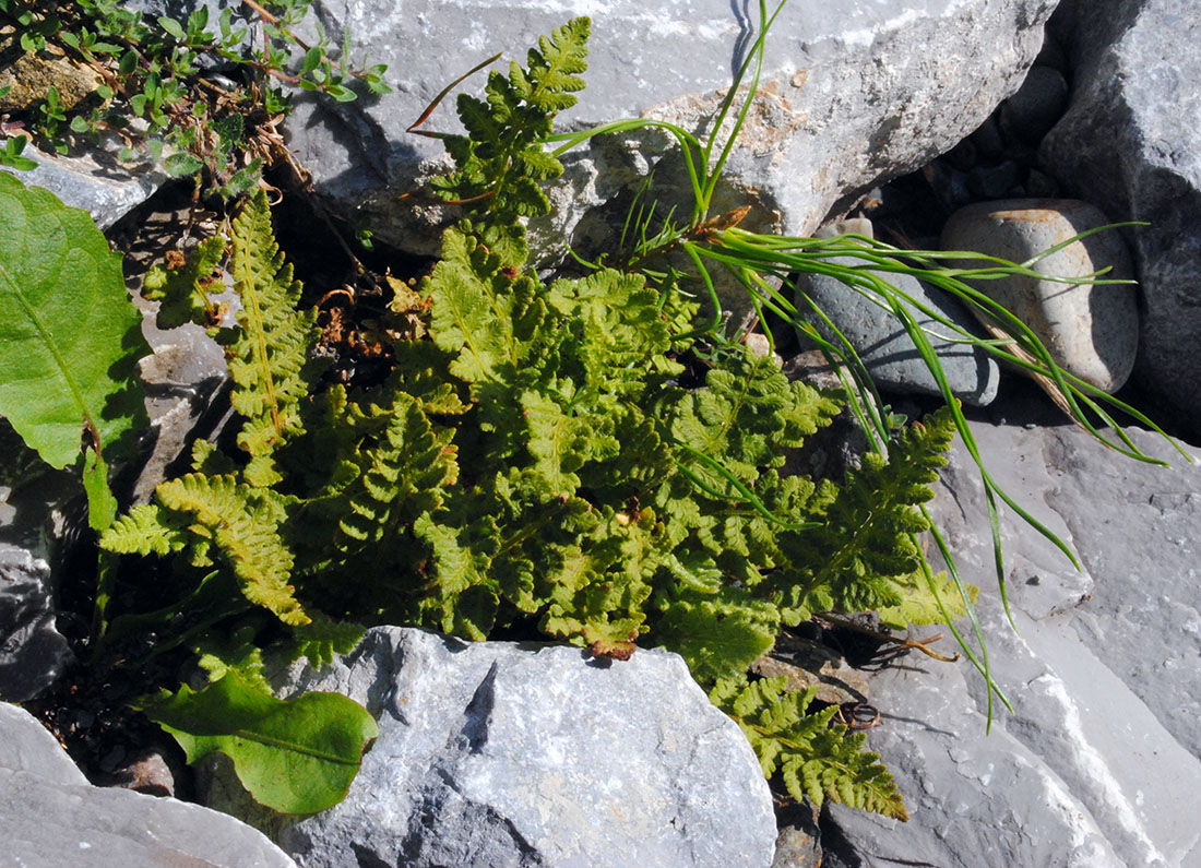 Image of Woodsia ilvensis specimen.