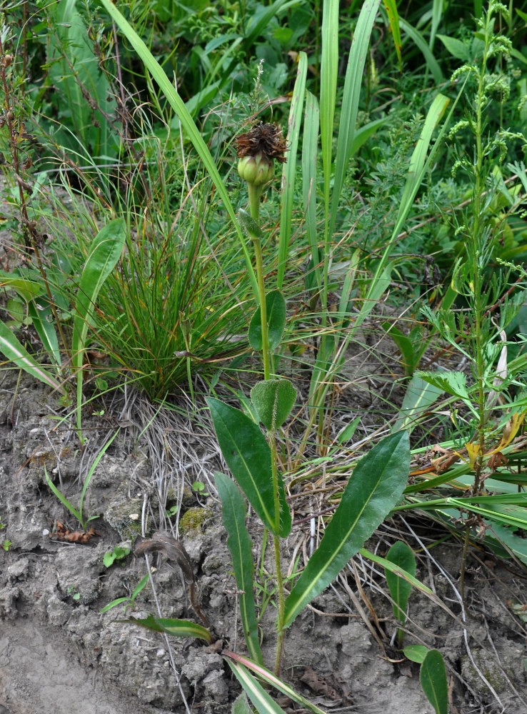 Image of Trommsdorffia ciliata specimen.