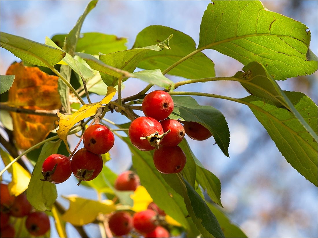 Image of genus Malus specimen.