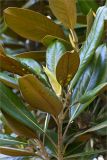 Magnolia grandiflora