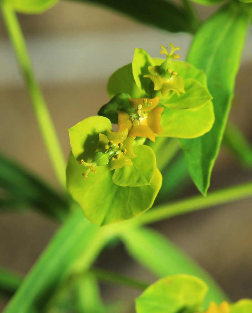 Image of Euphorbia leoncroizatii specimen.