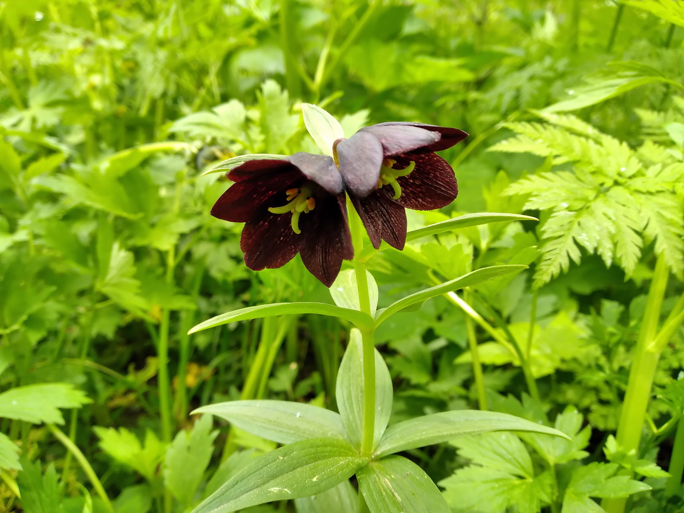 Изображение особи Fritillaria camschatcensis.