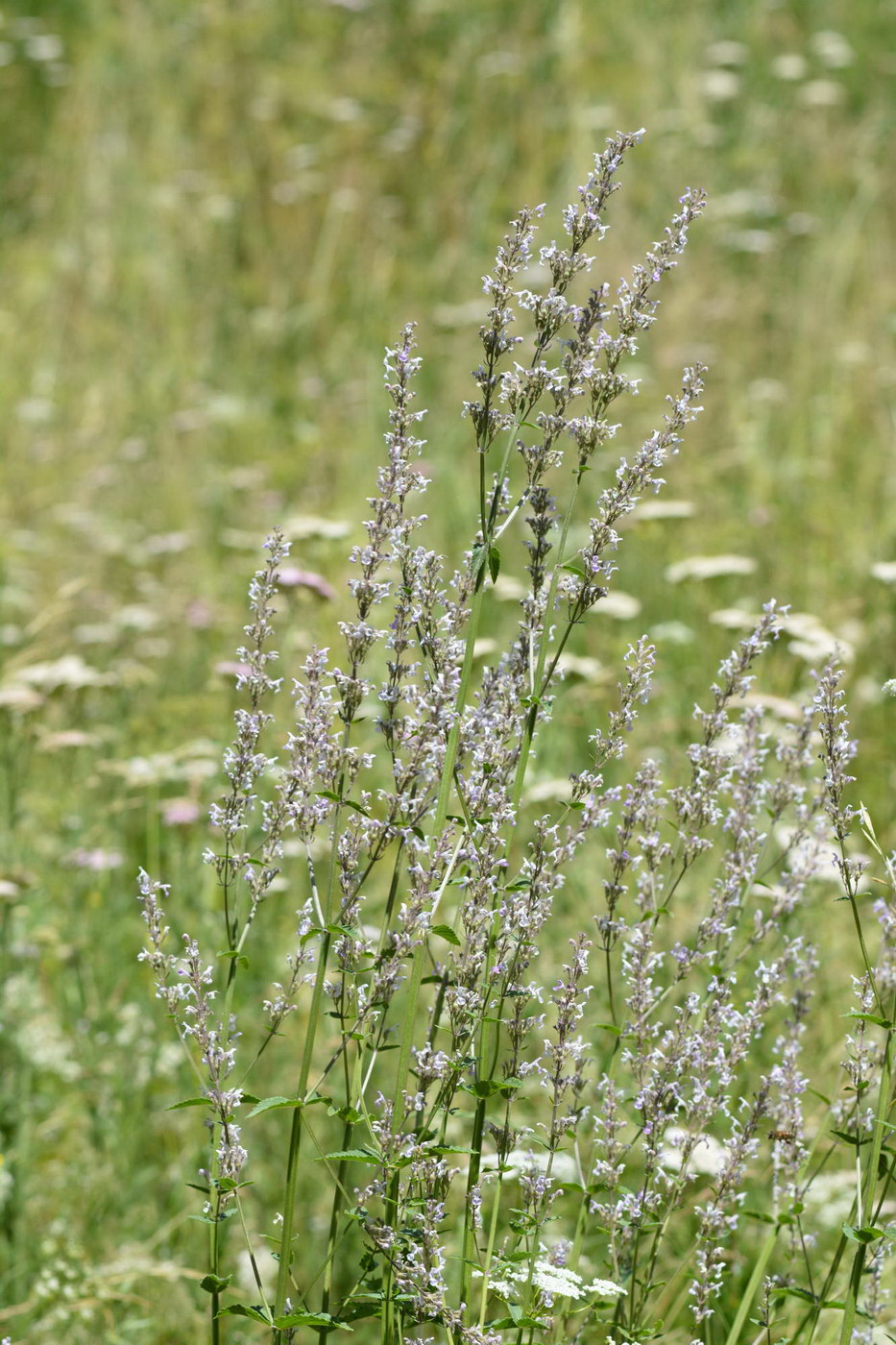 Image of Nepeta nuda specimen.