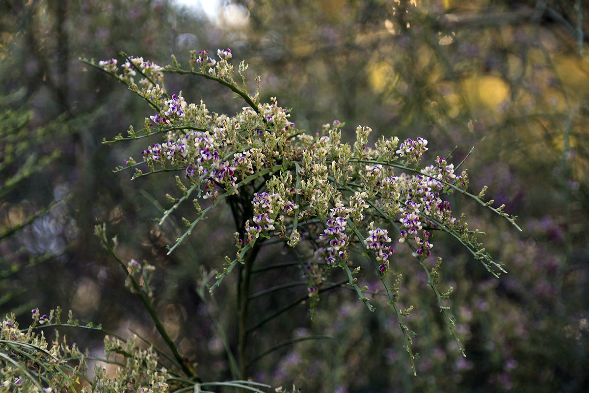 Image of familia Fabaceae specimen.