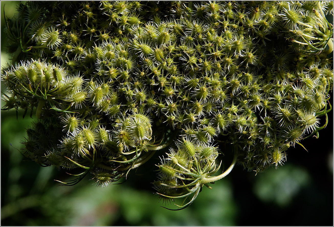 Изображение особи Daucus sativus.