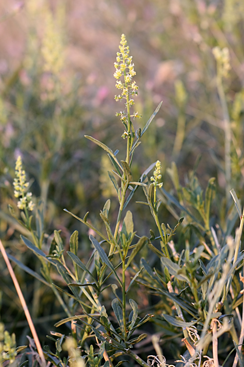 Изображение особи Reseda lutea.