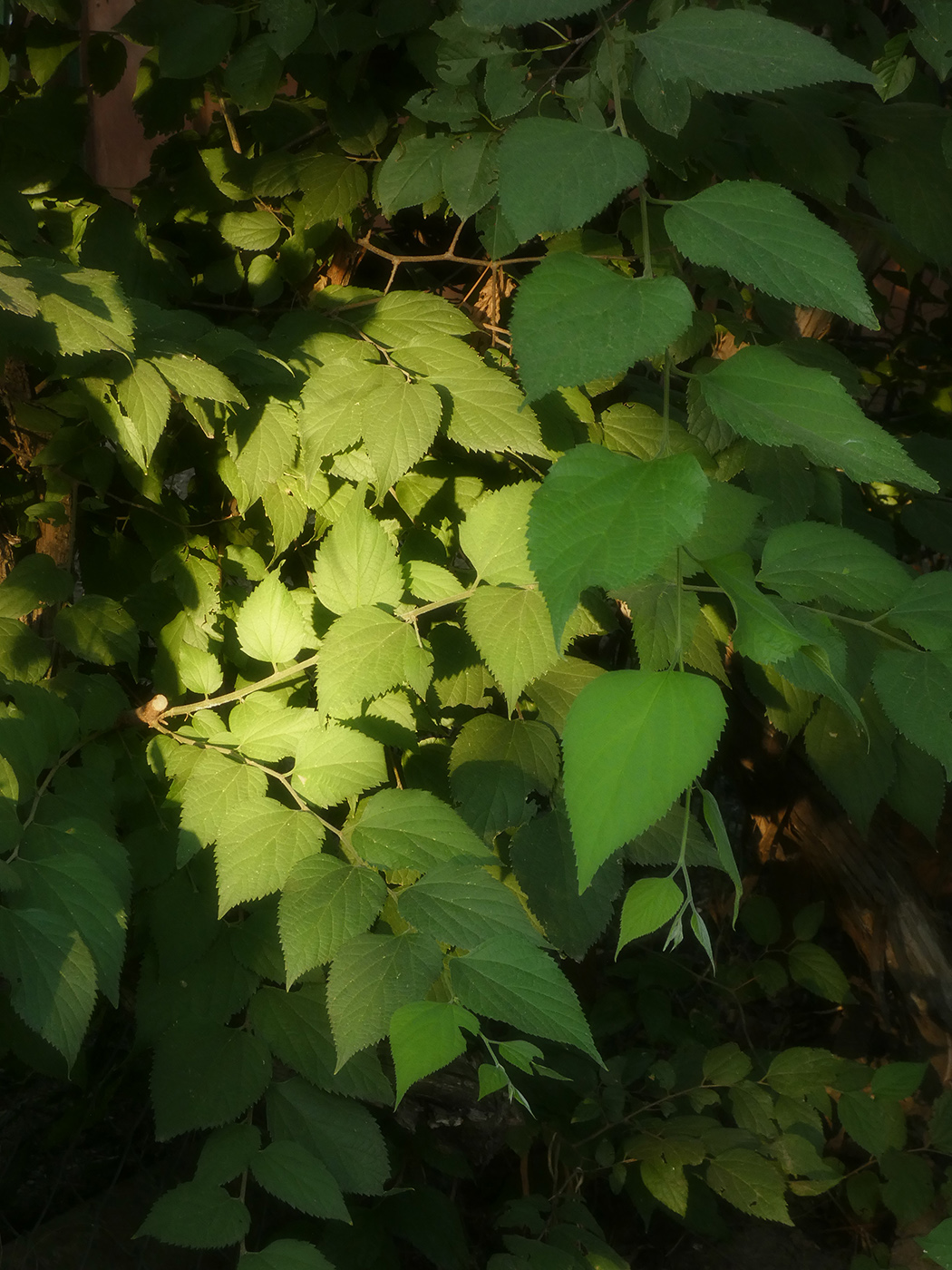 Image of genus Celtis specimen.