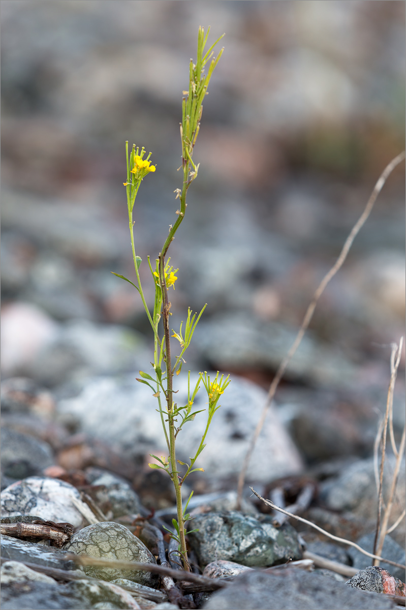 Image of Erysimum hieraciifolium specimen.