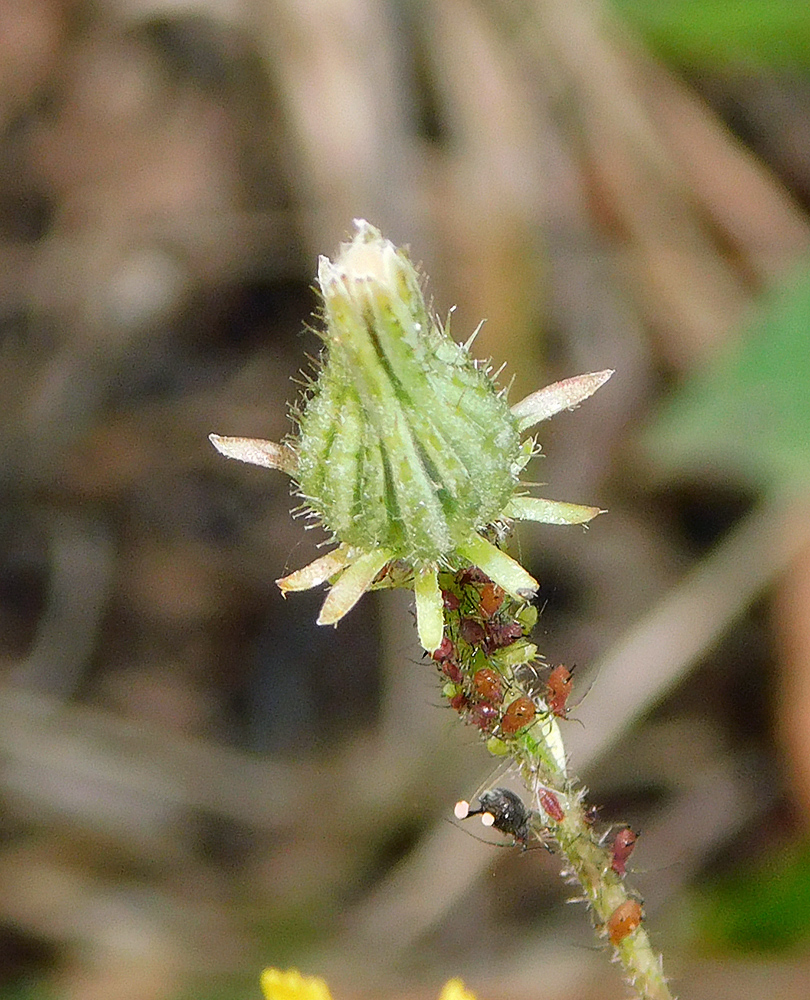 Image of Picris strigosa specimen.