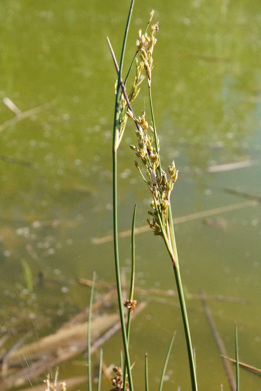 Изображение особи Juncus maritimus.