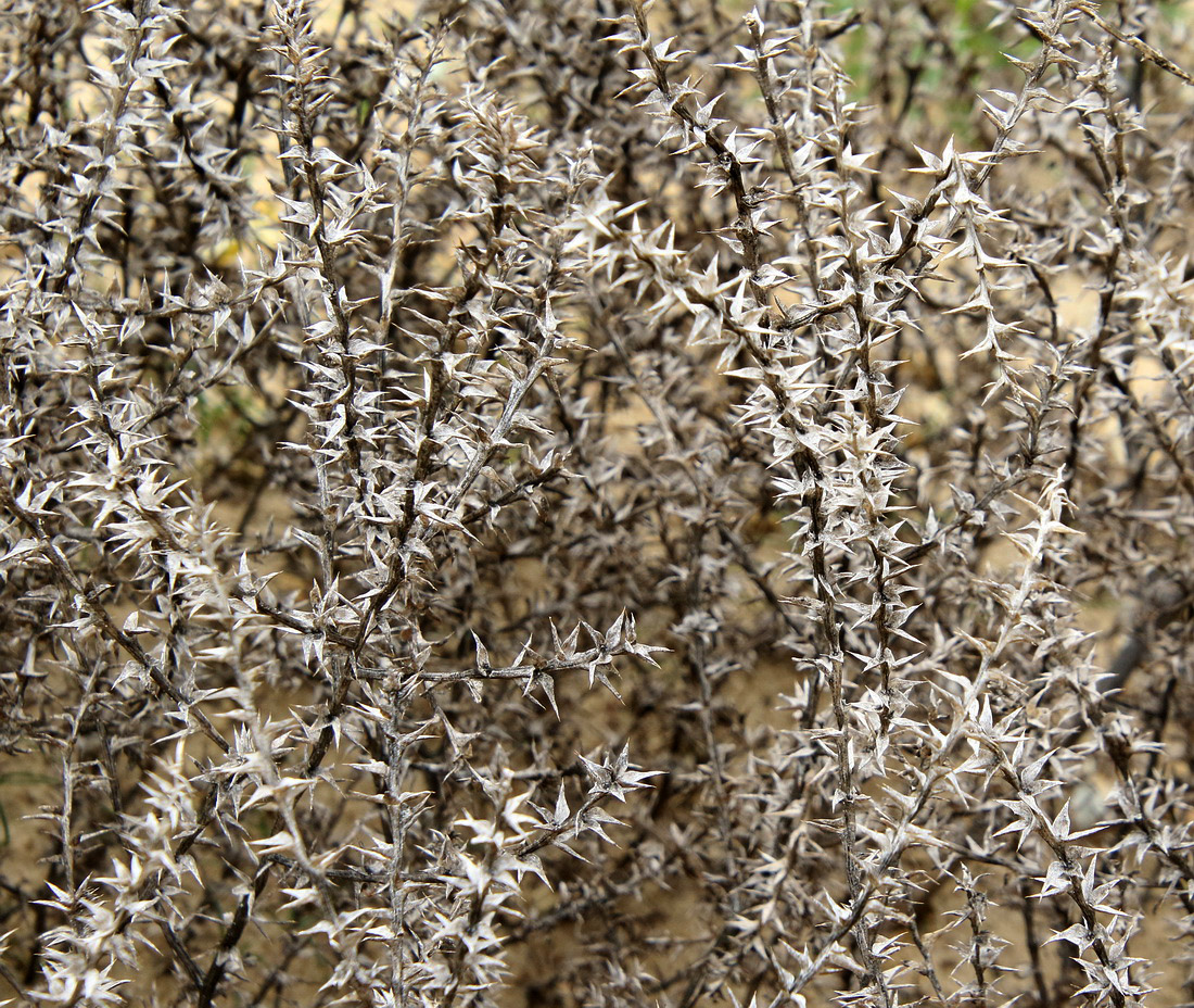 Image of Salsola pontica specimen.