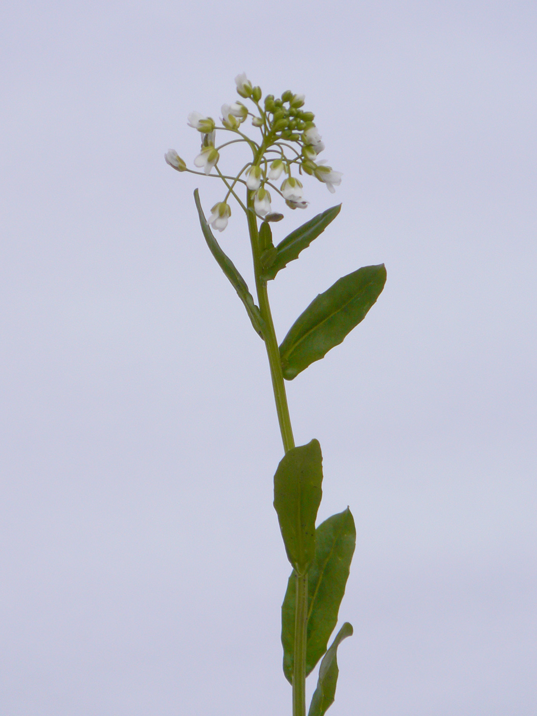 Image of Thlaspi arvense specimen.