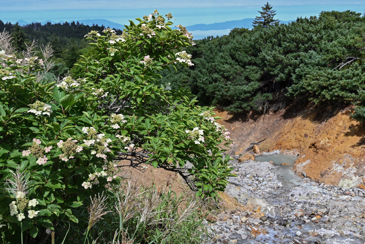 Image of Hydrangea paniculata specimen.