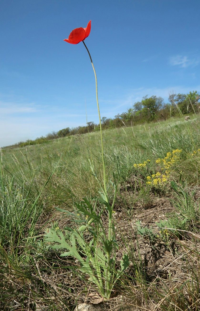 Image of Papaver laevigatum specimen.