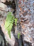 Polypodium vulgare. Молодые (справа) и перезимовавшие спроносные вайи. Карелия, г. Петрозаводск, ур. Чёртов Стул. 25.05.2023.