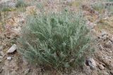 Artemisia glanduligera. Вегетирующее растение. Таджикистан, Согдийская обл., хр. Моголтау, мелкозёмистый склон. 6 мая 2023 г.
