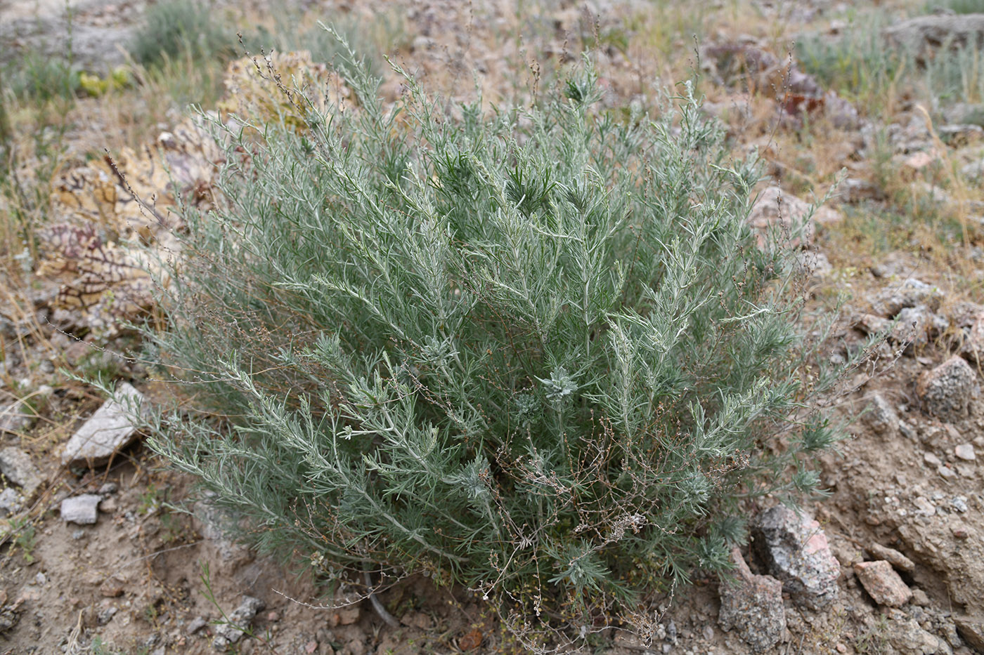 Изображение особи Artemisia glanduligera.