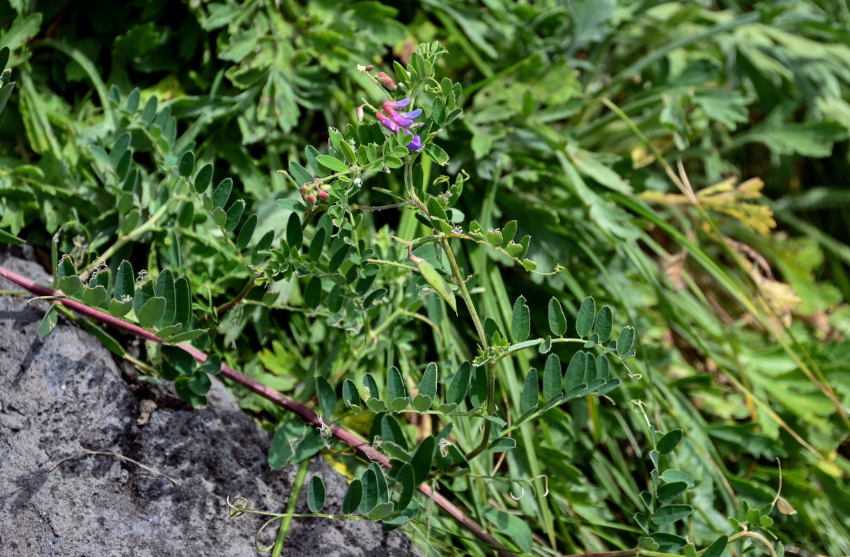 Image of Vicia japonica specimen.