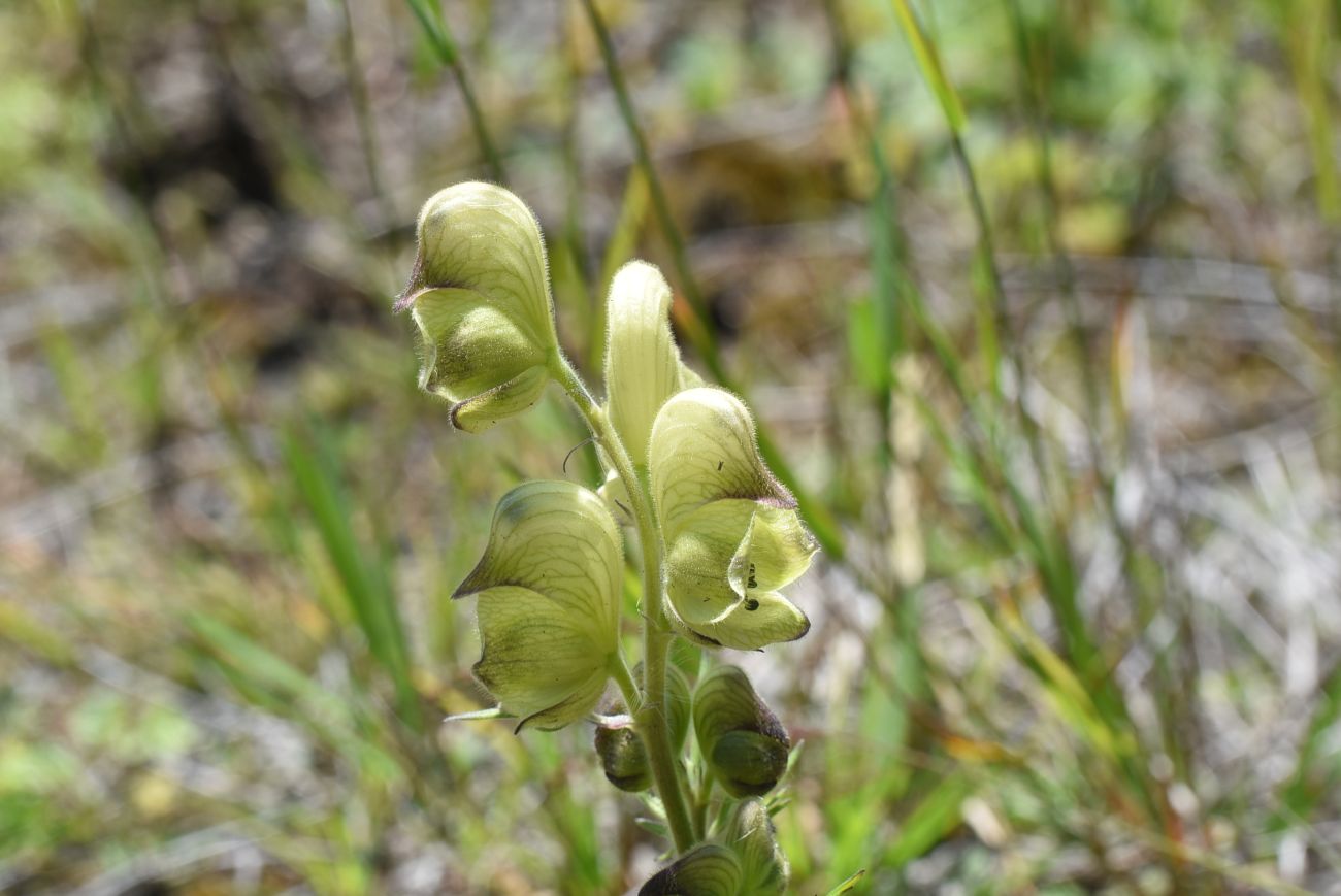 Изображение особи Aconitum confertiflorum.