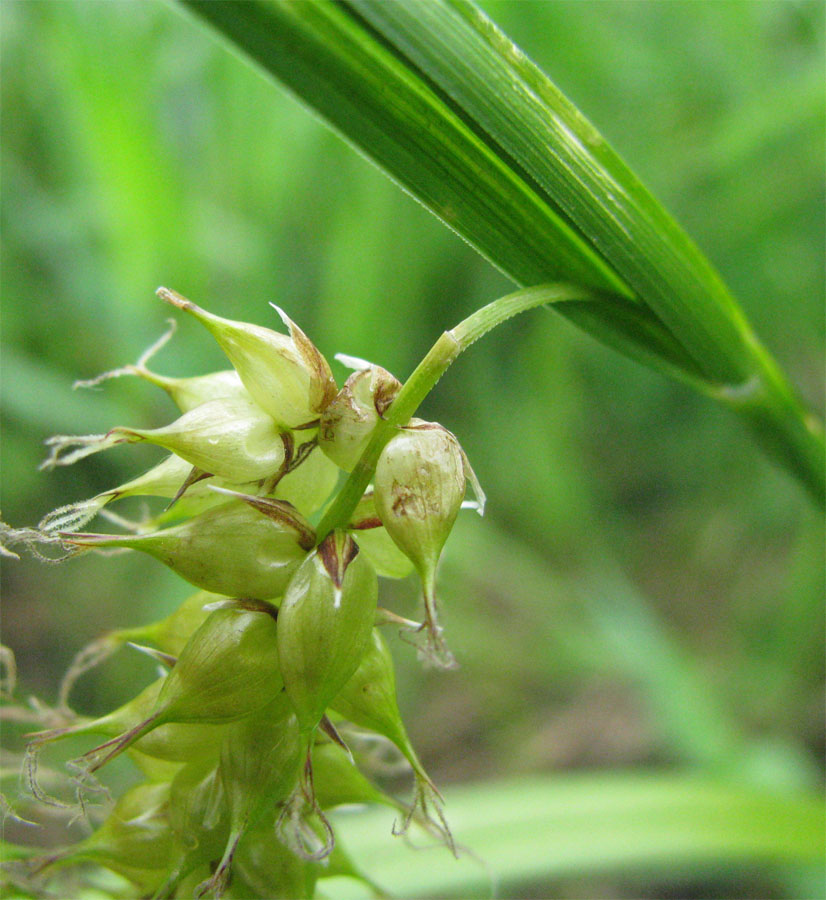 Изображение особи Carex vesicaria.