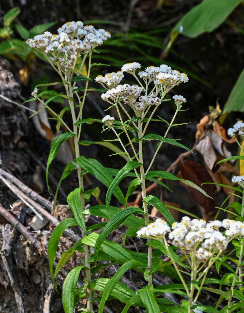 Image of Anaphalis margaritacea specimen.